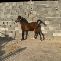 فروشکرهنریانعرببامدارک|اسب و تجهیزات اسبسواری|ایلام, |دیوار