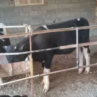 گوساله نر|حیوانات مزرعه|محمدیه-قزوین, |دیوار