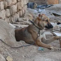 واگذاری سگ نر جوان