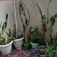 تمام گلها باهم|گل و گیاه طبیعی|مرند, |دیوار