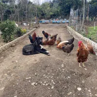 سگ افغان سراب