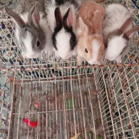چهارتابچه خرگوش باهم بخوایین ۷۰۰دانه ای ۲۰۰تومن