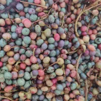 بنه سبز تازه|خوردنی و آشامیدنی|شیراز, تاچارا|دیوار