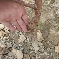 وایقان نهال فروش انواع نهال اصلاح شده|خدمات باغبانی و درختکاری|شبستر, |دیوار