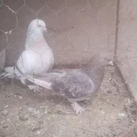 کبوتر|پرنده|بیضا, |دیوار