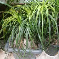 گل و گیاه آپارتمانی دیفن باخیا، یوکا ابلغ، فیکوس|گل و گیاه طبیعی|رشت, کوی غلام نیا|دیوار