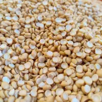 فروش عمده انواع لپه