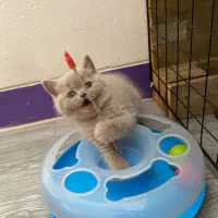 بچه گربه های بریتیش اصیل رنگ لیلاک|گربه|شیراز, شهرک سراج‎|دیوار