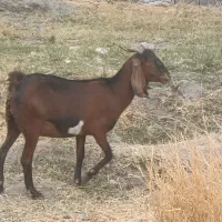 دو عدد بز اپس سه ماهه