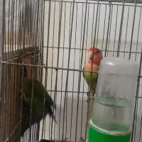 کوتوله مولد تخم گزار|پرنده|آق قلا, |دیوار