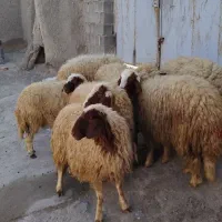 فروش ۷عدد بره ماده سنجابی