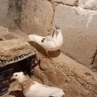 خال سبز|پرنده|چناران, |دیوار