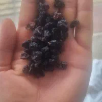 کشمش|خوردنی و آشامیدنی|اسفرورین, |دیوار