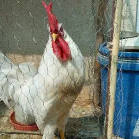 خروس