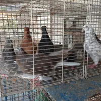 کبوتردم سفیدسرور