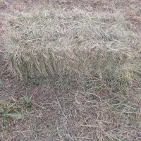 پرس چین اول