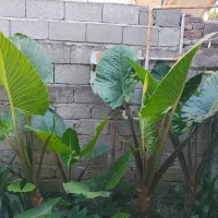 فروش گل بابا آدم