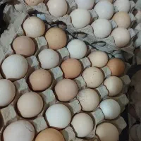 تخم مرغ محلی