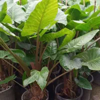 بابا آدم تنه قرمز،تنه سز،برگ قلبی|گل و گیاه طبیعی|مرزیکلا, |دیوار