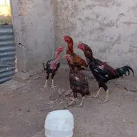 سه تا خروس و یک مرغ لاری