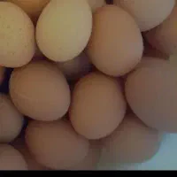 فروش صد عدد تخم مرغ محلی بیضا