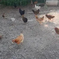 مرغ محلی لری