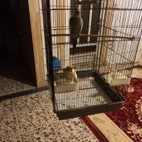دوعدد عروس هلندی