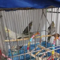 عروس هلندی|پرنده|ماهدشت, |دیوار