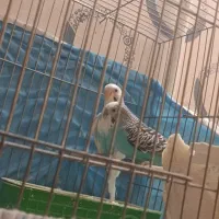 جفت مرغ عشق مولد