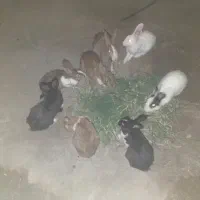 خرگوش در رودان