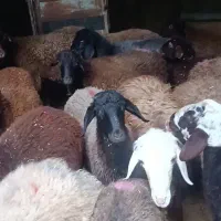 بره نر پای پروار