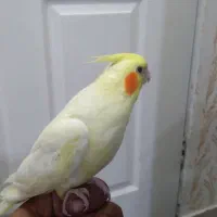 عروس هلندی جفت نر سخنگو