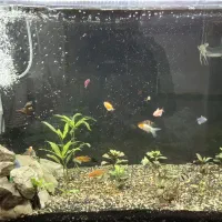 اکواریوم ماهی