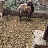 نربره چاق