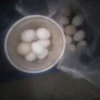 فروش تخم مرغ گلین وبومی