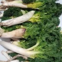 فروش جاشیر تازه