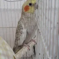 عروس هلندی ماده|پرنده|رامسر, |دیوار