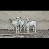 گیسه سومال|حیوانات مزرعه|فین, |دیوار