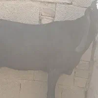 بز دو رگ پنجاب|حیوانات مزرعه|سراوان, |دیوار