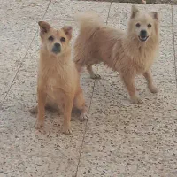 توله سگ پا کوتاه پامر