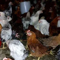 خروس سه ماهه