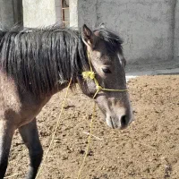 کره اسب نریان|اسب و تجهیزات اسبسواری|قوچان, |دیوار