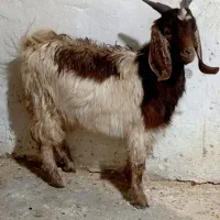 بز.غاله نرو ماده