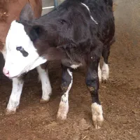 ۷راس گوسا له های سیمینتال نر وماده|حیوانات مزرعه|فرمهین, |دیوار