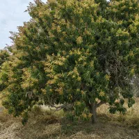 باغ ۲۰ هکتاری سندتکبرگ پروانه چاه ششدانگ|فروش دفتر صنعتی، کشاورزی، تجاری|میناب, |دیوار