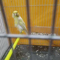 قناری نر|پرنده|مشهد, سعد آباد|دیوار