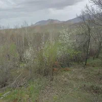 زمین مسکونی