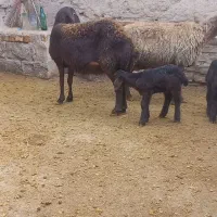 میش شیشک همراه بره