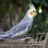 عروس هلندی گمشده