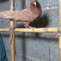 کبوتر پرشی